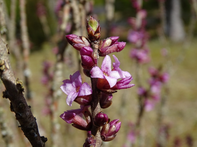 petal, 5K, fragility, close-up, plant, spring, beauty in nature, flowering plant, flower head, maroon, tree, season, purple, no people, inflorescence