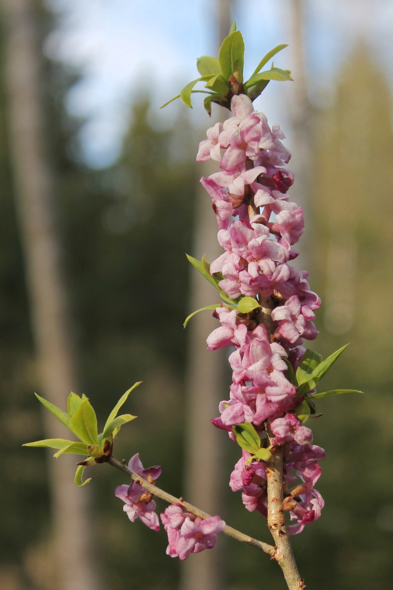 nature, beauty in nature, pollinate, conservation, growing, vulnerability, tender, freshness, flowering plant, flower, botanical, stem, pink color, no people