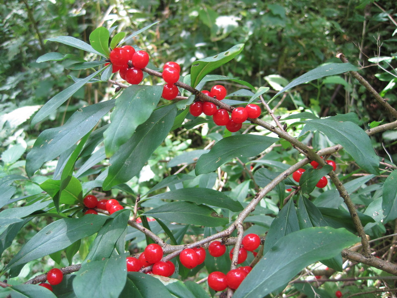 day, freshness, shrubs, fruit, beauty in nature, close-up, ripe, food and drink, 2K, tree, outdoors, no people, leaf, plant part, red, plant, food, healthy eating