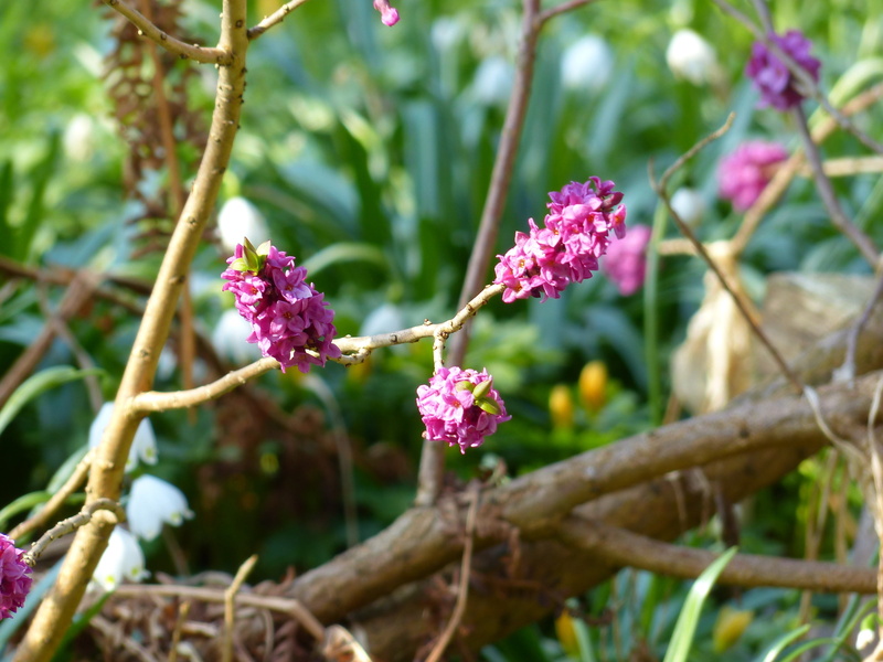 fragility, garden, outdoors, flowering plant, branch, petal, violet, freshness, nature, growth, pink color, flower, thymelaea plants, beauty in nature