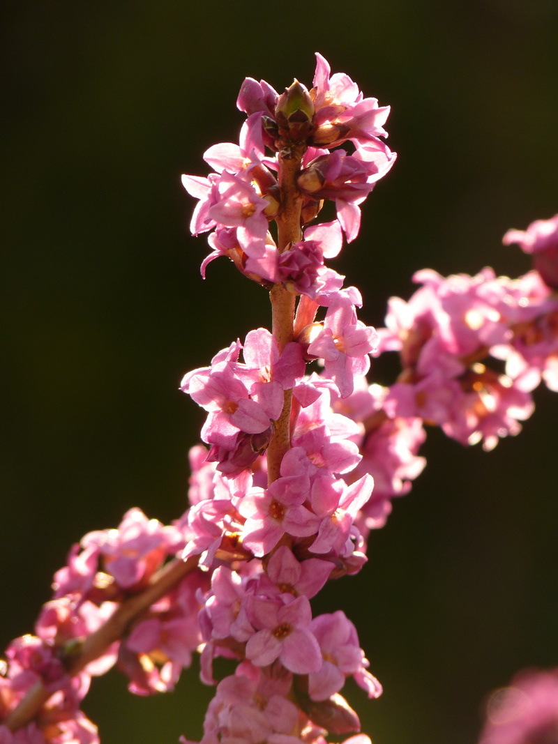 growth, flowering plant, pink color, plant, vulnerability, no people, nature, daphne, flower head, blossom, freshness, petal, bunch of flowers, colorful