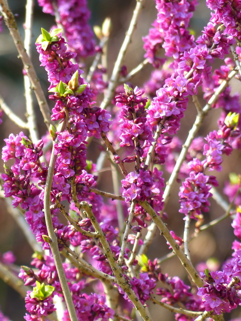 ordinary seidelbast, pink color, no people, flowering plant, flower head, lavender, daphne mezereum, kellerhals, fragility, nature, flower, springtime