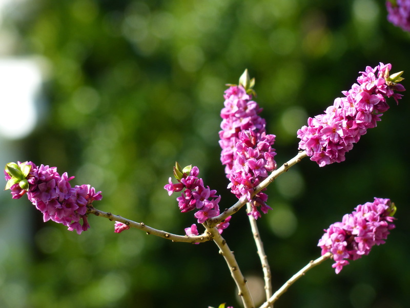 growth, flower head, fragility, flowering plant, flower, plant, vulnerability, real daphne, close-up, nature, bloom, day, 4K, petal, freshness, outdoors