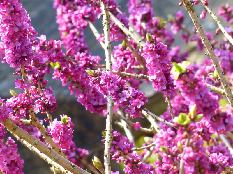 pink color, petal, blossom, springtime, beauty in nature, harbinger of spring, no people, thymelaea plants, branch, flower head, Purple, day, garden, kellerhals