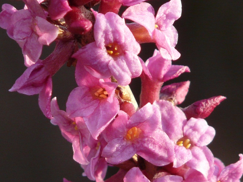 flower, flower head, vulnerability, garden, pink Color, cherry blossom, bunch of flowers, meadow, plant, close-up, purple, beauty in nature, lilac, no people
