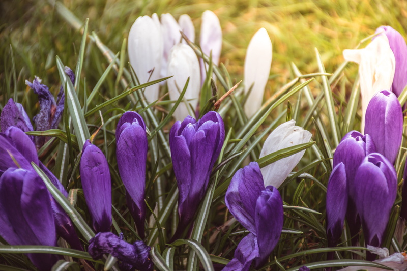 beauty in nature, nature, plant, park, fragility, close-up, day, growth, petal, freshness, Flower, iris, no people, Spring, Animus, spring, flower head