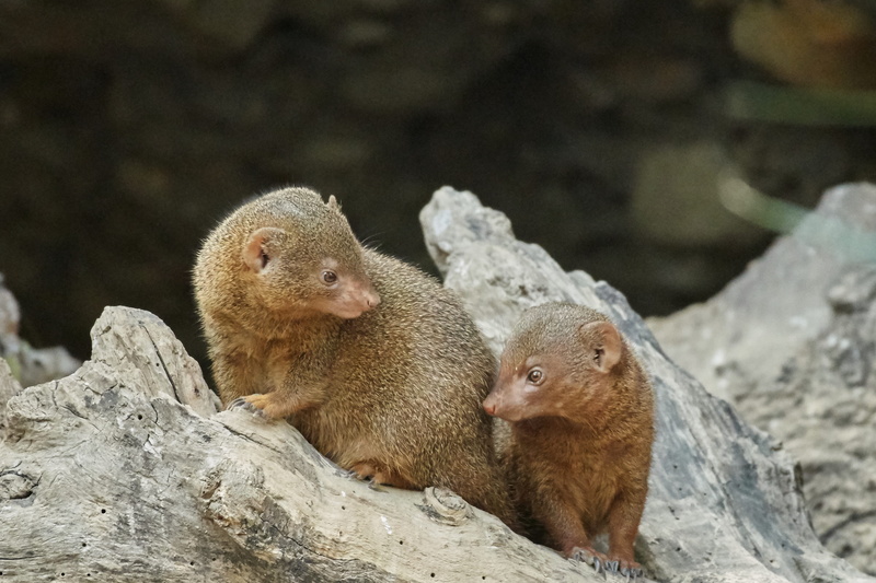 2K, care, day, animals in the wild, young animal, mammal, two animals, vertebrate, small, rock - object, rock, cute, animal wildlife, focus on foreground