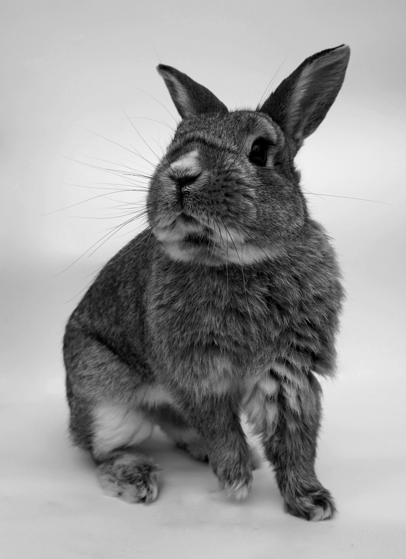 mammal, herbivorous, animal wildlife, white background, studio shot, 4K, whisker, animal world, pets, black and white, pet, portrait, sitting, animal