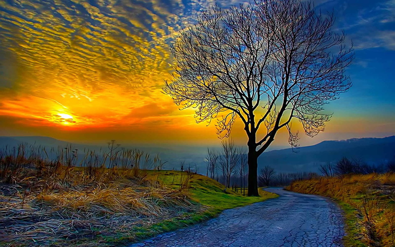 path, blue, painting, sunset, green, yellow, animals, lead, black, way, tree, trees, road, 1080P
