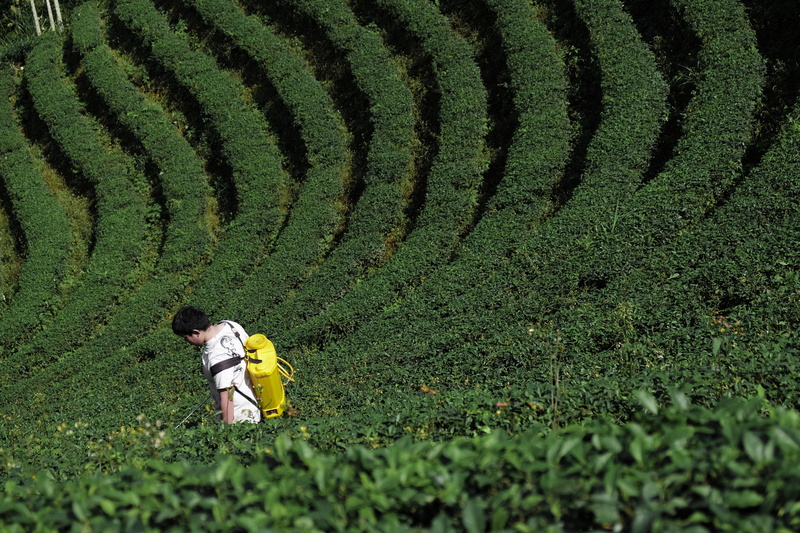 man, farming, tea, agriculture, farmer, high angle view, real people, growth, outdoors, 4K, field, full length, plants, one person, land, occupation, nature
