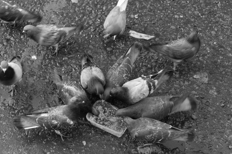 swimming, duck, london, motion, united kingdom, animals in the wild, nature, street, pigeons, group of animals, day, animal, no people, high angle view