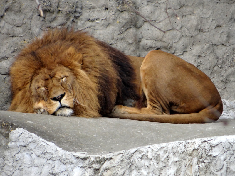 male animal, 4K, animals in the wild, predator, zodiac sign, nature, animal, lion, resting, lion - feline, feline, undomesticated cat, animal wildlife