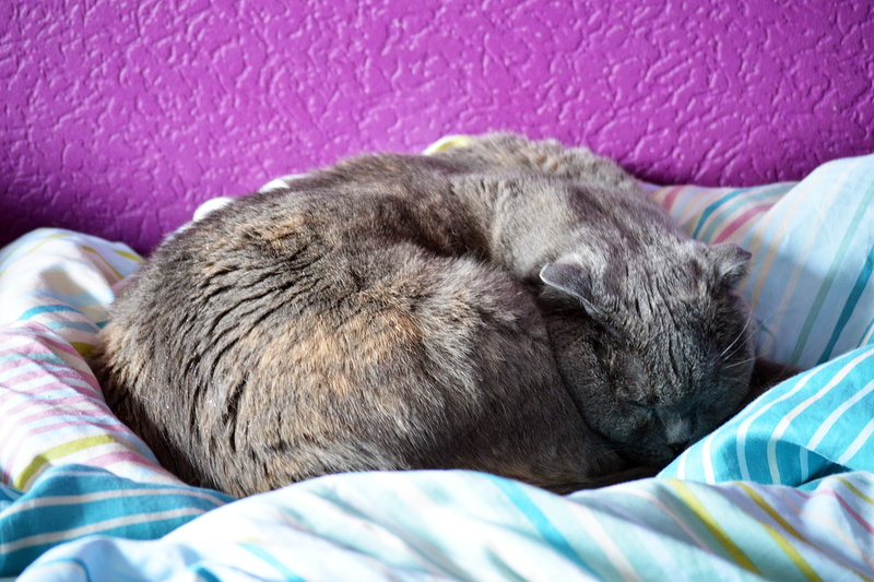 lying, 2K, curled, dream, purple, domestic, bedroom, fat, grey, sleepy, fur, home, big, napping, comfort, mammal, cuddling, cute, cozy, blue, white, vertebrate