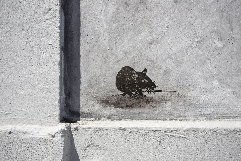 bird, sunlight, built structure, street art, wall - building feature, nature, close-up, wall, 5K, subculture, no people, graffiti, day, animal wildlife