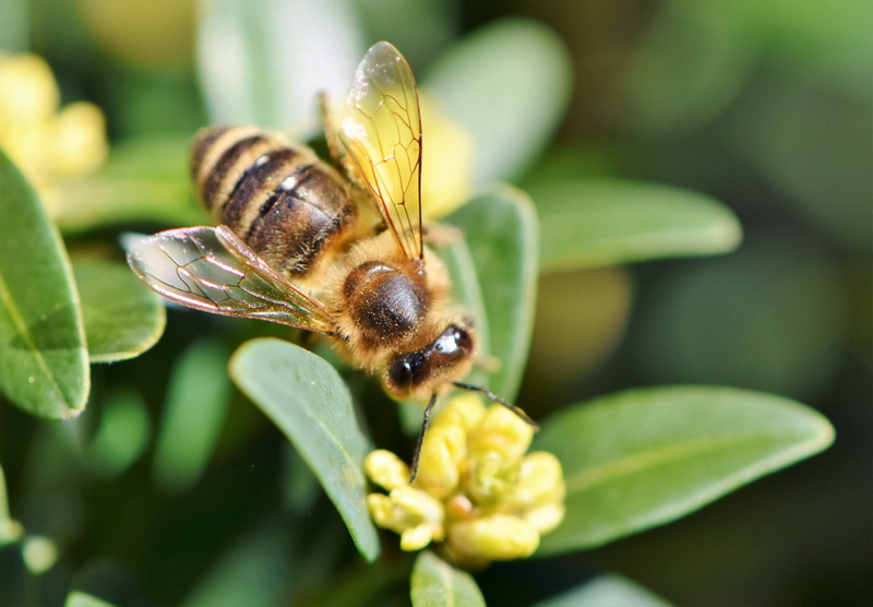 honey production, pollination, collect pollen, animal wildlife, one animal, perching, green color, close-up, collect, beehive, flight insect, close, butterfly - insect