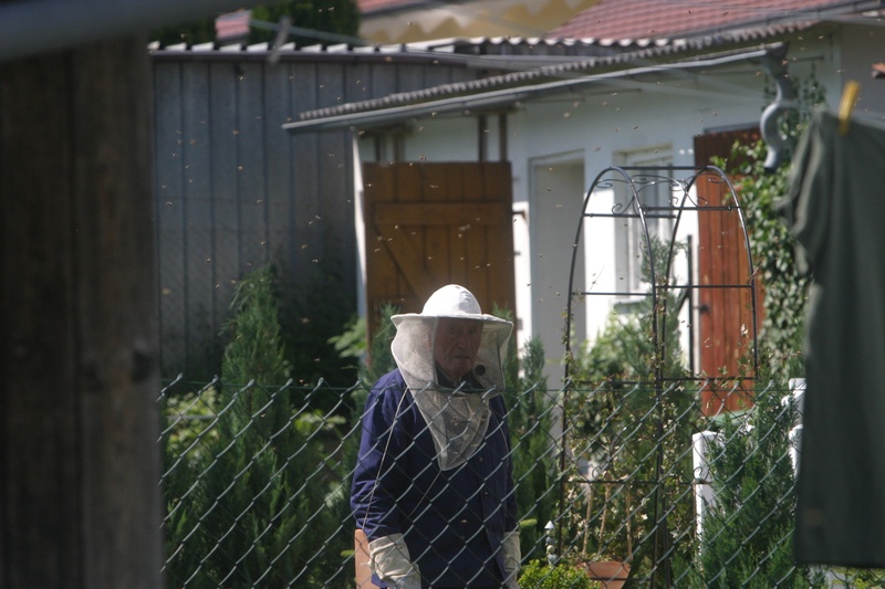 adult, barrier, one person, human, nature, bee keeping, bee breeding, garden, hive, safety, person, bees, standing, beehive, boundary, casual clothing