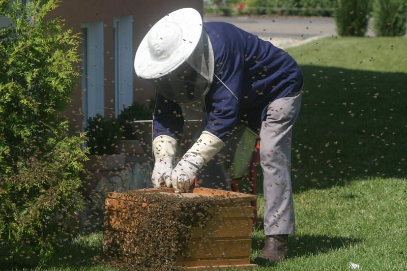 clothing, bee keeping, honey combs, tree, leisure, working, brown, holding, occupation, day, person, land, bending, outdoors, collecting, beehive, beekeeper