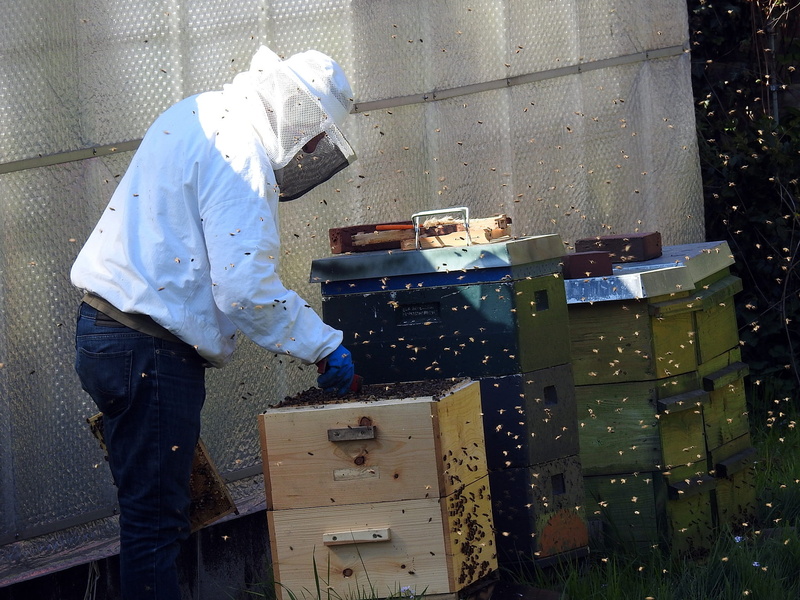 indoors, honey combs, box, real people, one person, industry, 1080P, Bee Keeping, safety, examining, hive, one man only, working, adult, cardboard, protective workwear