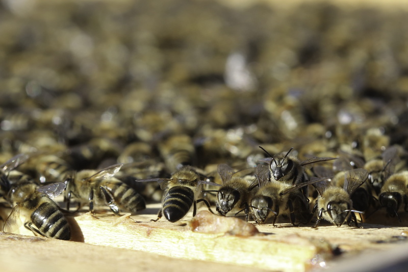 nature, animal themes, honey bees, beekeeper, animals in the wild, beehive, hive, honeycomb, selective focus, insect, bees, beekeeping, animal wildlife