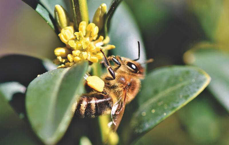 animal themes, flower, flying, collect nectar, hard working, animals in the wild, close up, blossom, insect, pollen, beekeeping, leaf, animal world, flowering plant