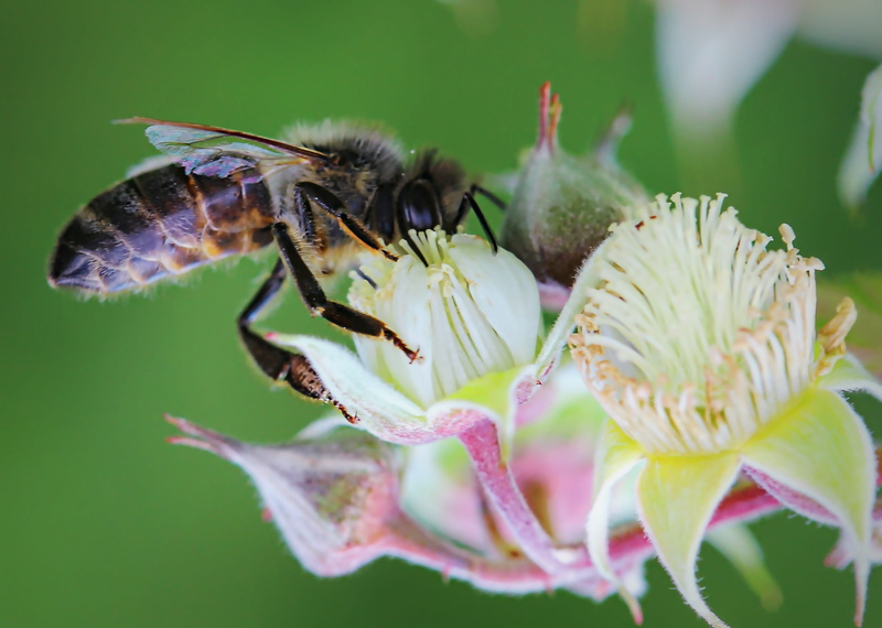 invertebrate, spring, flower head, plant, freshness, springtime, poland village, garden, beekeeping, vulnerability, animal wildlife, petal, fragility, macro photography