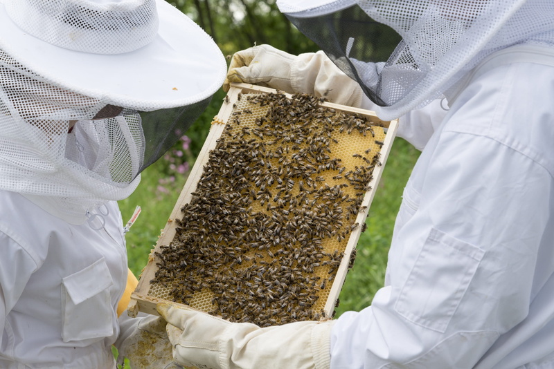 hive, apiculture, bee keeping, protective glove, holding, midsection, beehives, bee-keeping, honey combs, outdoors, insect, protective workwear, 2K, invertebrate