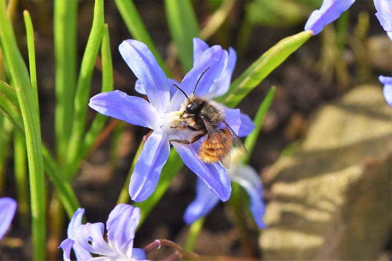 honey bee, freshness, insect, beekeeping, animal world, fly, close-up, flight insect, petal, photography, animals in the wild, invertebrate, pollination