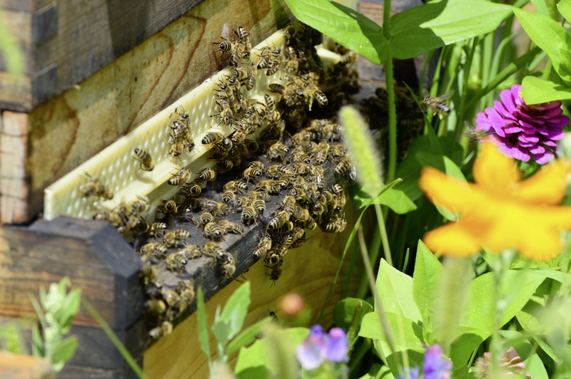 beehive, flower head, large group of animals, collect, animal wildlife, nature, purple, flying, beekeeping, flight insect, invertebrate, honey bee, honey production