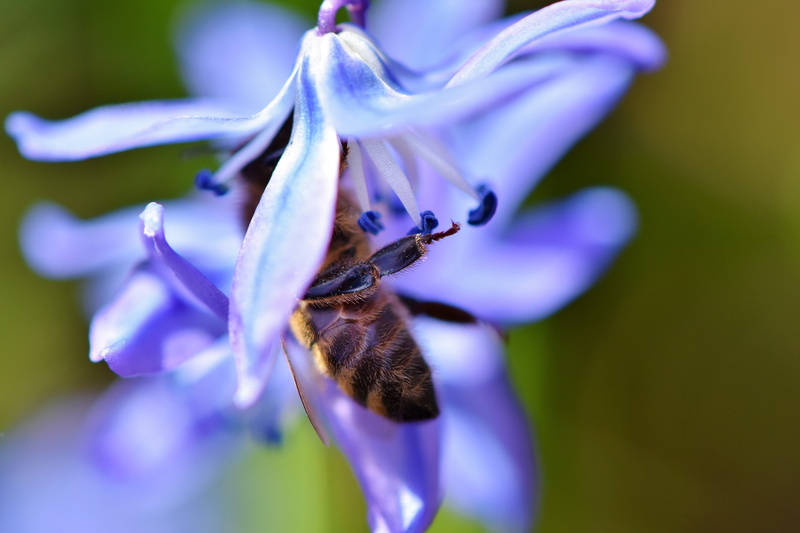 flowering plant, collect, close-up, honey, one animal, honeybee, beauty in nature, animals in the wild, growth, blossom, bloom, animal, petal, purple, flower