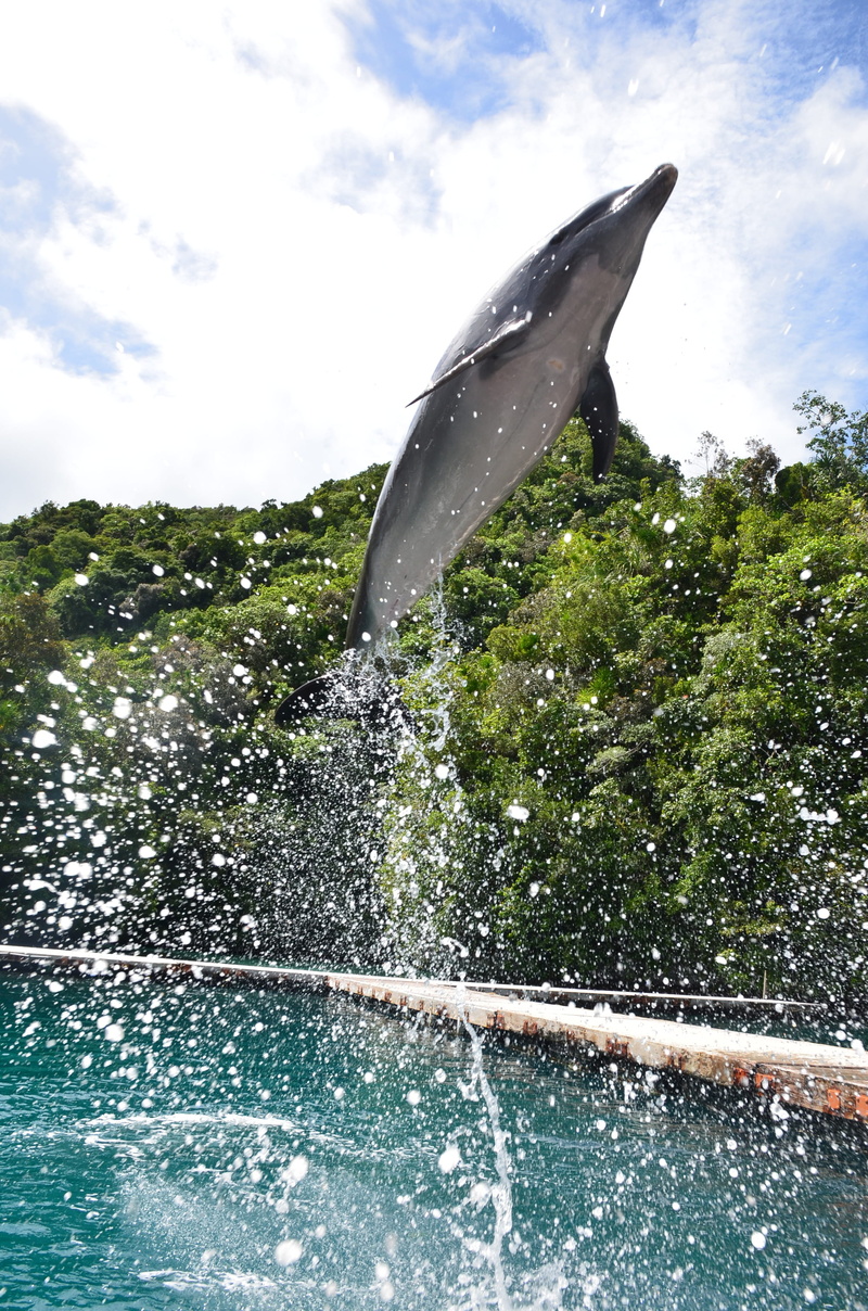 animals in the wild, swimming, playful, park, creature, no people, outdoors, playing, one animal, tree, mammal, Jump, aquatic, 2K, leaping, captivity