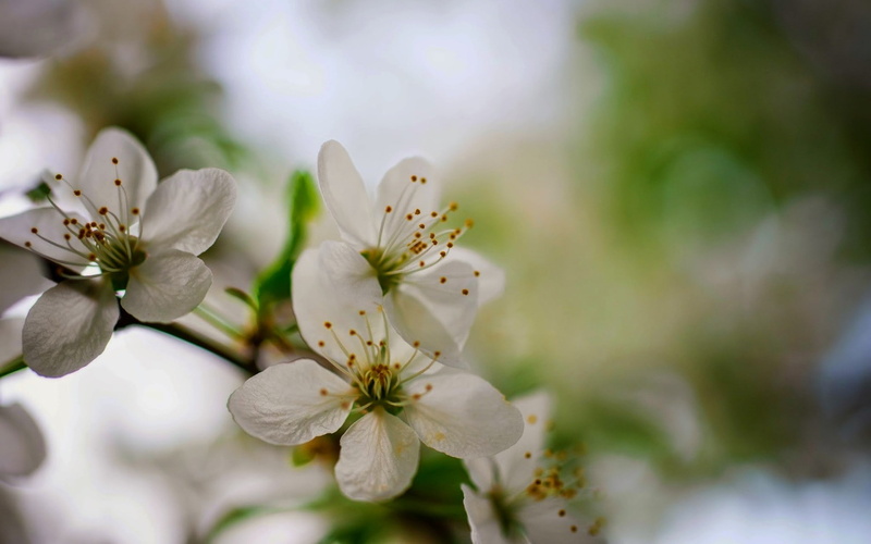 field, depth of field, depth, nature, closeup, flowers, 1080P, macro
