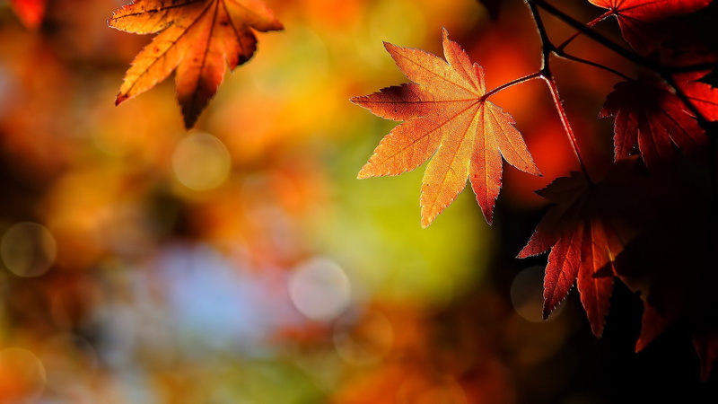 art, 1920x1080 px, field, macro, depth of field, px, hd, antique, fall, x, depth, 1080P, aircraft, bokeh, maple, leaves, Maple Leaves