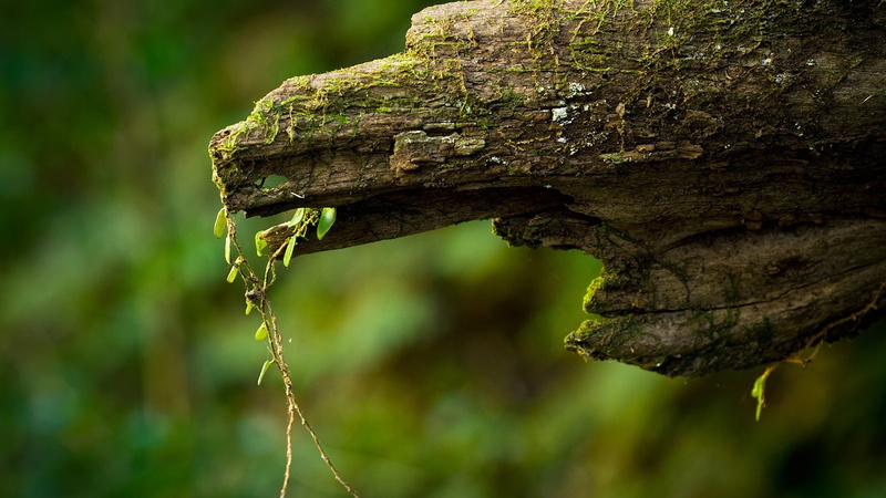 depth, hd, 1080P, macro, depth of field, field, wood, art, moss, fields, nature