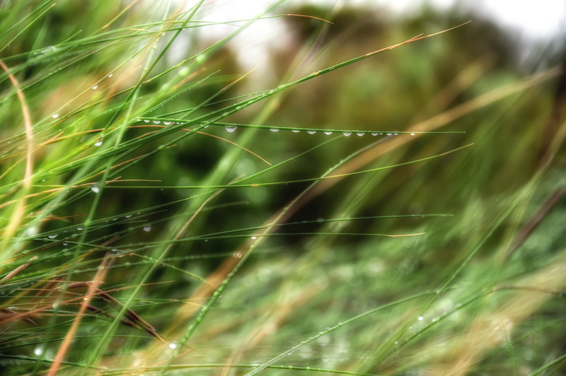 dew, nature, hd, depth, field, macro, depth of field, fields, grass, art, 2K