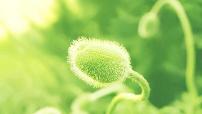 depth, plants, hd, nature, art, Green, field, 1080P, depth of field, macro, fields