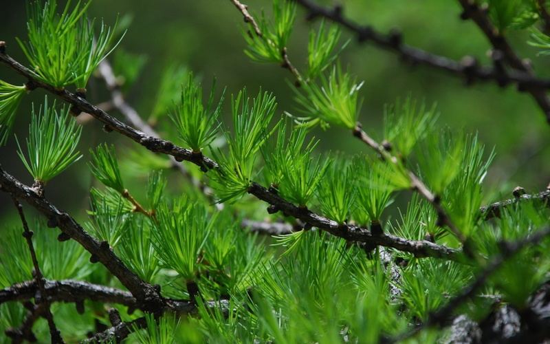 branch, depth, depth of field, 1080P, field, nature, macro, trees