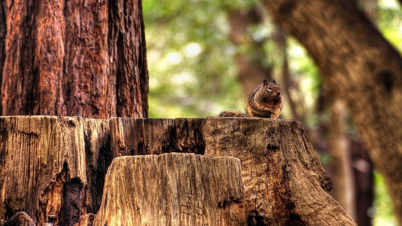 field, nature, depth of field, squirrel, trees, wood, forest, animals, 1080P, depth