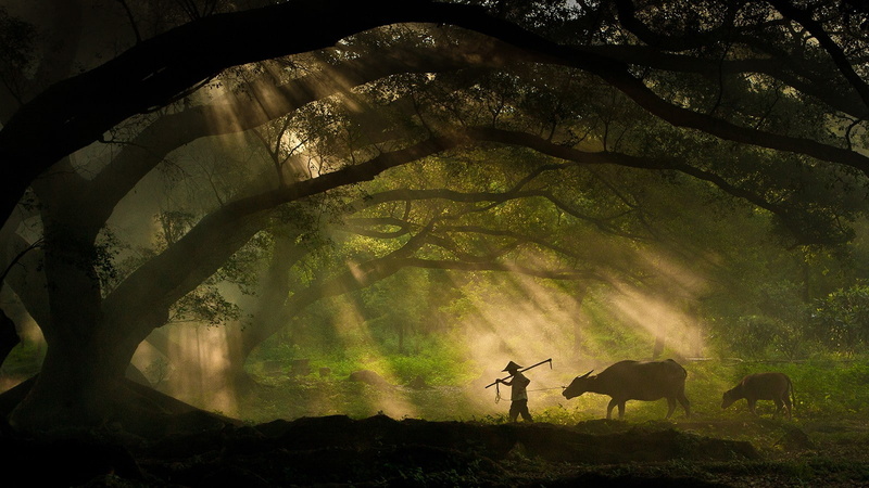 trees, nature, branch, moss, animals, sun, photography, landscape, 720P, silhouette, cows, shepherd, men, rays, sun rays