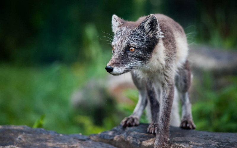 arctic, field, arctic fox, fox, depth, depth of field, nature, 1080P, animals