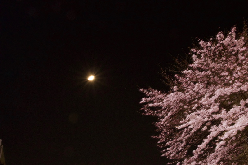 outdoors, 5K, plant, nature, japan, dark, beauty in nature, no people, scenics - nature, low angle view, full moon, asia, sagamiono, sakura, kanagawa