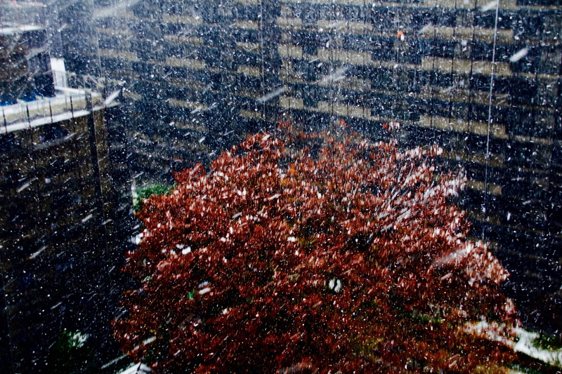 fall, day, tree, motion, water, no people, beauty in nature, window, japan, drop, snowing, transparent, blizzard, sagamiono, plant, nature, sagamihara