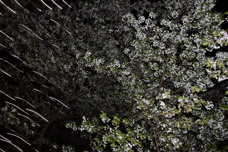 sagamiono, nature, flowering plant, full frame, springtime, freshness, close-up, night, cherry, low angle view, plant, sagamihara, fragility, branch, tranquility