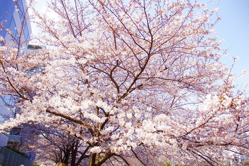 low angle view, 5K, branch, day, flowering plant, flower, pink color, sakura, cherryblossom, blossom, freshness, springtime, japan, tree, plant, spring