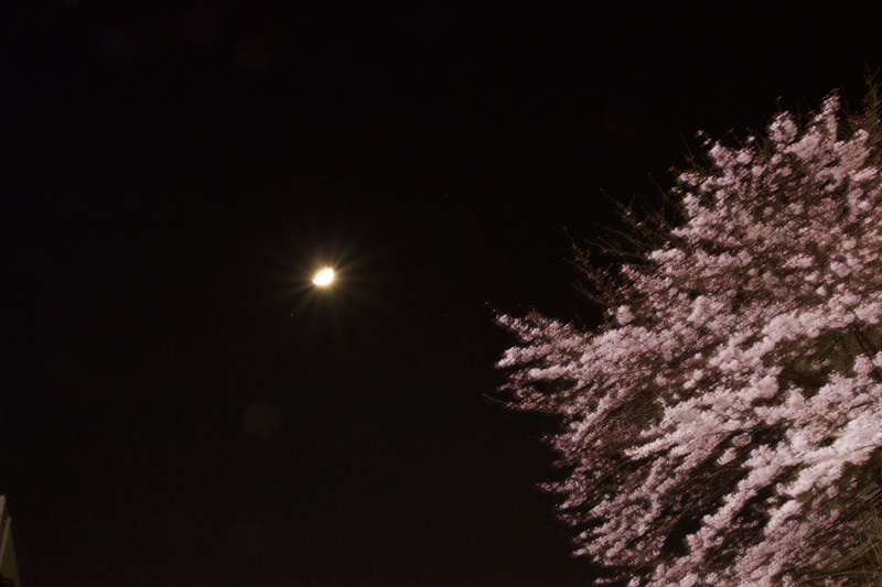 5K, night, moon, plant, cherry blossom, tranquility, space, japan, nature, sagamiono, moonlight, sky, outdoors, dark, star - space, copy space, no people