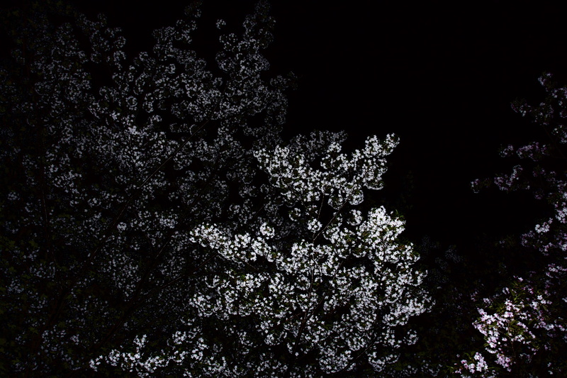 fragility, land, botany, lilac, vulnerability, nature, low angle view, branch, fireworks, white, growth, beauty in nature, tranquility, photo, japan, spring