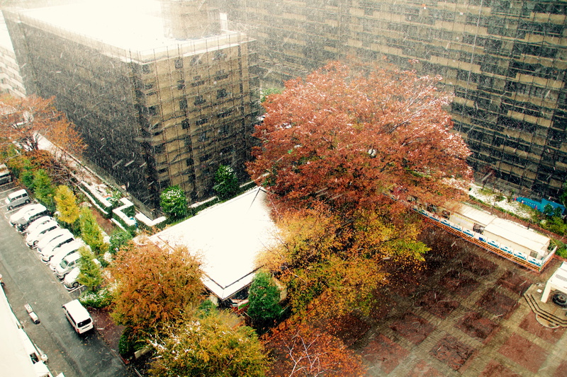 5K, street, kanagawa, autumn, growth, sagamiono, architecture, building exterior, winter, plant, high angle view, motor vehicle, office building exterior