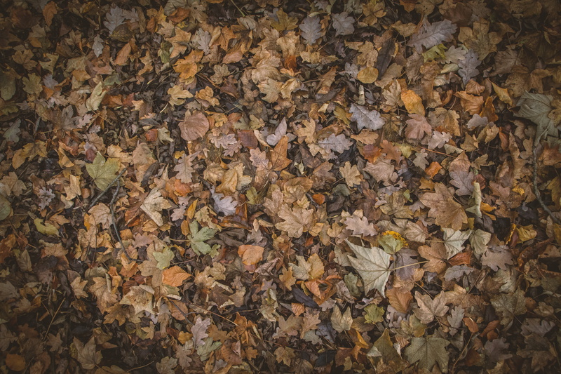 no people, natural condition, textured, large group of objects, autumn collection, change, full frame, leaf, fall, backgrounds, plant part, 5K, high angle view