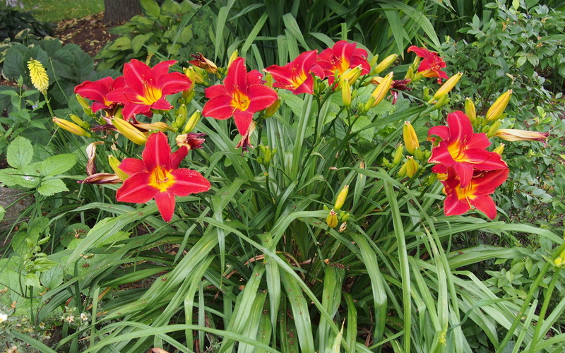 perennial, ventilator, flowers, 1080P, hemerocallis, volunteer, daylily, hd, red