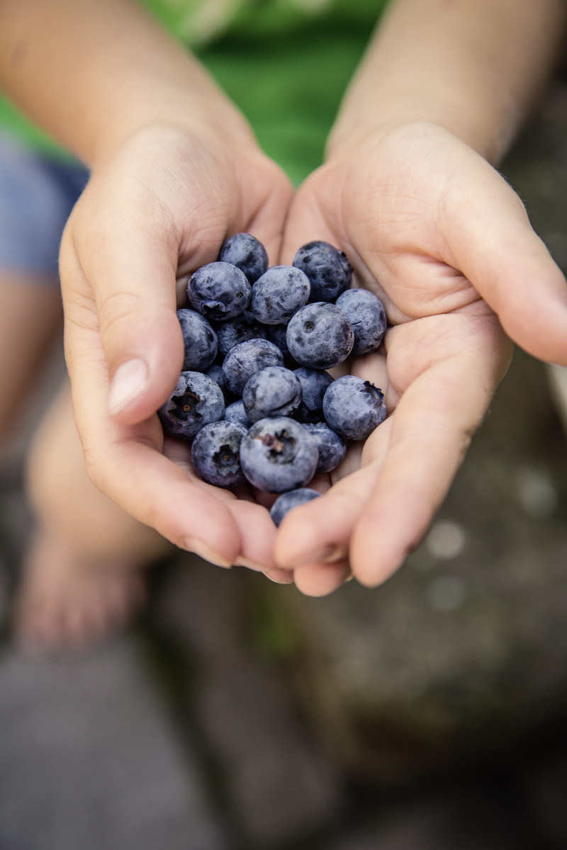 hand, fruit, healthy eating, food, high angle view, hands cupped, photography, blueberries, wellbeing, focus, ripe, 5K, finger, holding, freshness, focus on foreground