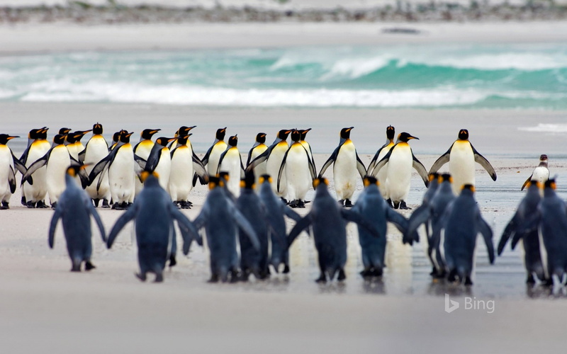 1080P, islands, group of people, motion, marching, volunteer, water, penguin, nature, blurred motion, armed forces, land, crowd, sea, adult, walking, men